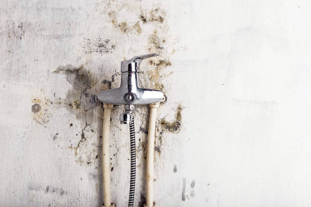 Best White Mold Remediation in Onalaska, WI