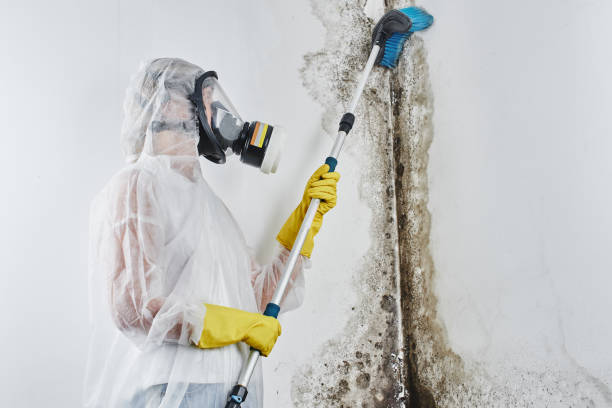 Best DIY Mold Remediation Support Services in Onalaska, WI