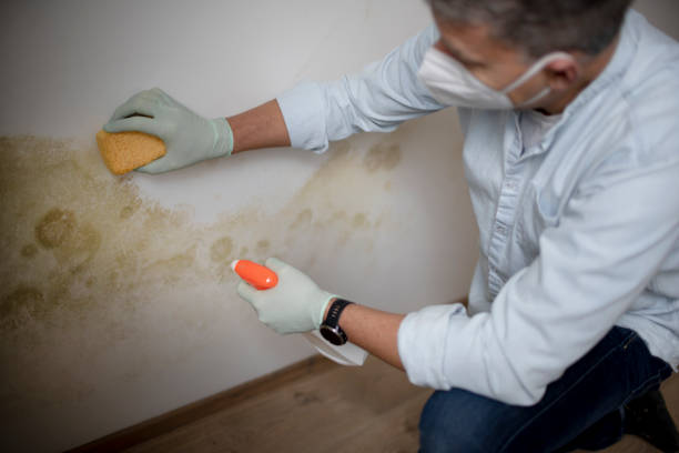 Best Commercial Mold Remediation in Onalaska, WI