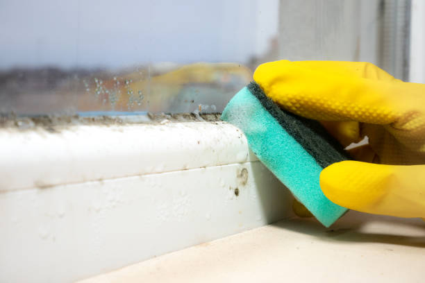 Best Bathroom Mold Remediation in Onalaska, WI