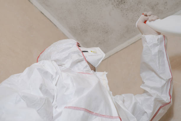 Best Black Mold Remediation in Onalaska, WI