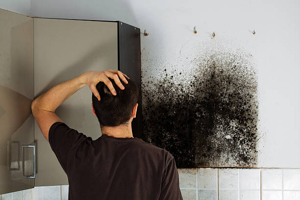 Best Kitchen Mold Remediation in Onalaska, WI